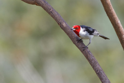 Red-cowled Cardinal (Paroaria dominicana)