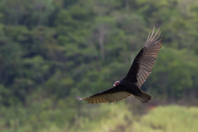 Turkey Vulture (Cathartes aura ruficollis)