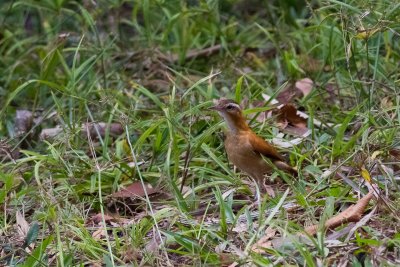 Pale-legged Hornero (Furnarius leucopus)