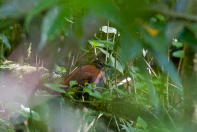 Rufous-breasted Leaftosser (Sclerurus scansor cearensis)