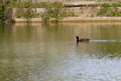 Southern Pochard (Netta erythrophthalma)