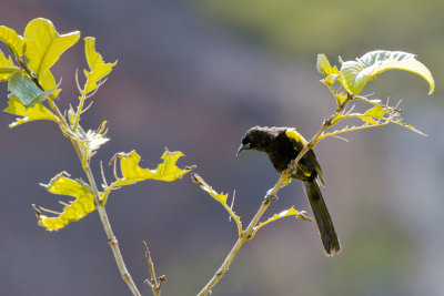 Variable Oriole (Icterus pyrrhopterus)