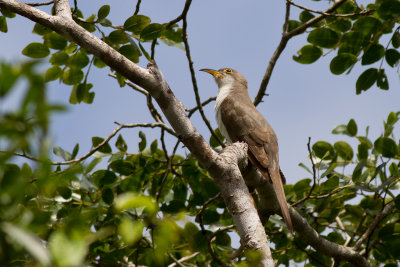 Pearly-breasted Cuckoo (Coccyzus euleri)