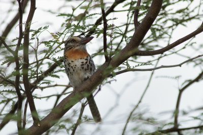 Caatinga Puffbird (Nystalus maculatus)