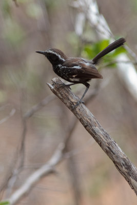 Black-bellied Antwren (Formicivora melanogaster)