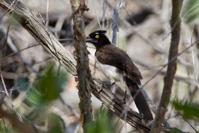 White-naped Jay (Cyanocorax cyanopogon)