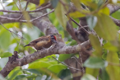 Tawny Piculet (Picumnus fulvescens)