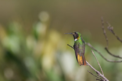 Hooded Visorbearer (Augastes lumachella)