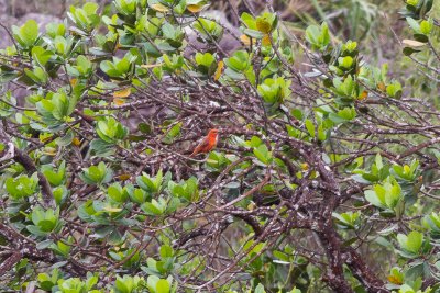 Red Tanager (Piranga flava)