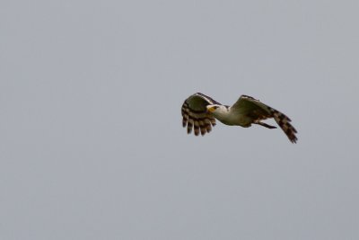 White-collared Kite (Leptodon forbesi)