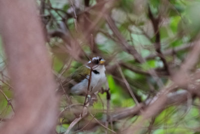 So Fransisco Sparrow (Arremon franciscanus)