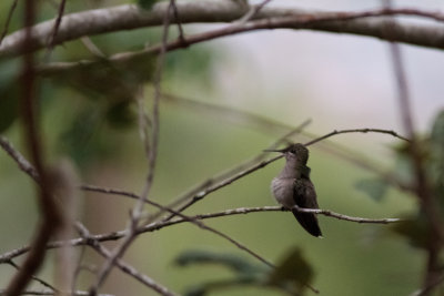 Sombre Hummingbird (Aphantochroa cirrochloris)
