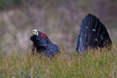 Western Capercaillie (Tetrao urogallus)