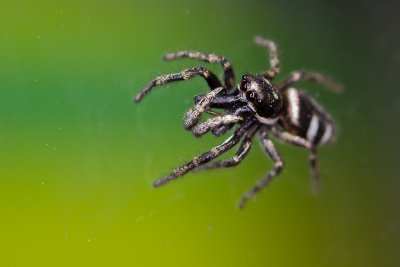 Zebra spider (Salticus scenicus)