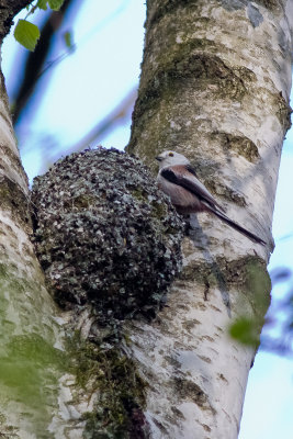 Long-tailed Tit (Aegithalos caudatus) on nest
