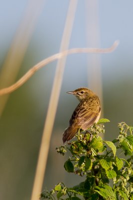 Common Grasshopper Warbler (Locustella naevia)