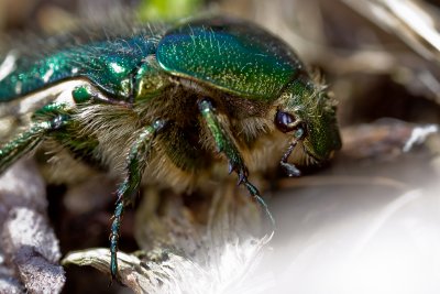 Rose chafer (Cetonia aurata)