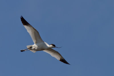 Pied Avocet (Recurvirostra avosetta)