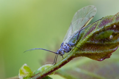 Aphid sp.