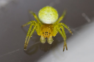 Cucumber green spider (Araniella cucurbitina)