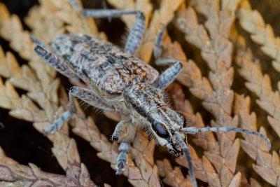 Ribbed Pine Borer (Rhagium inquisitor)