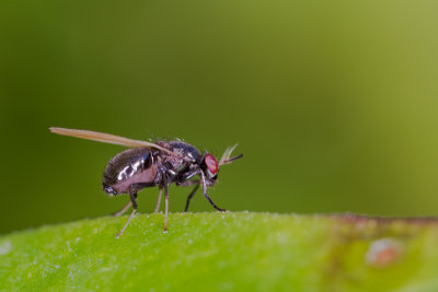 Lauxania cylindricornis