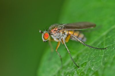 Diptera sp.