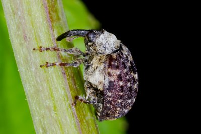 Figwort Weevil (Cionus scrophulariae)