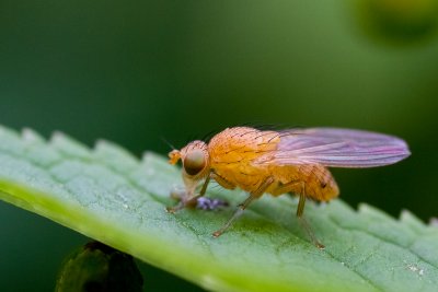 Lauxaniidae sp.