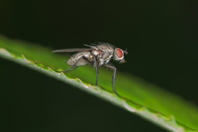 Anthomyiidae sp.