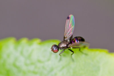 Ensign Fly (Sepsis fulgens)