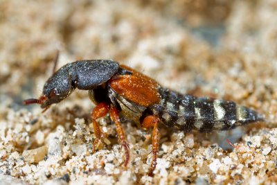 Rove Beetle (Staphylinus dimidiaticornis)