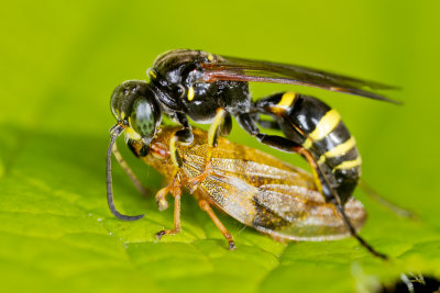 Digger Wasp (Gorytes quadrifasciatus)