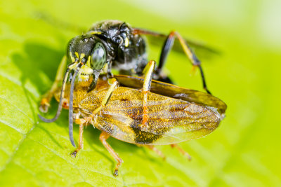 Digger Wasp (Gorytes quadrifasciatus)