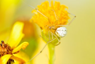 Candystripe Spider (Enoplognatha ovata)