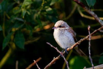 Red-backed Shrike (Lanius collurio)