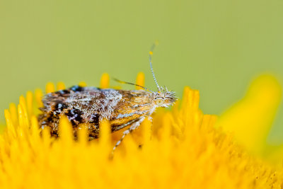 Metal mark moth (Tebenna bjerkandrella)
