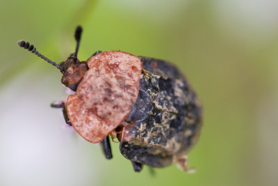Carrion Beetle (Oceoptoma thoracica)