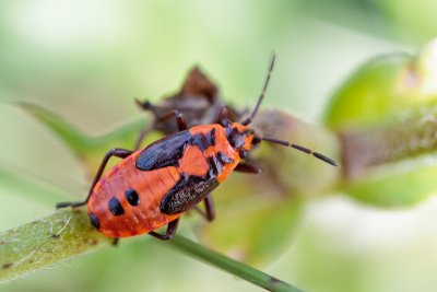 Firebug (Pyrrhocoris apterus) 