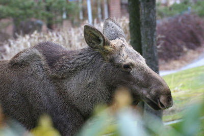 Elk (Alces alces)