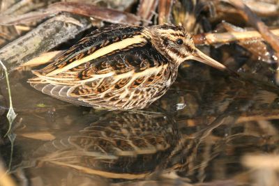 Jack Snipe (Lymnocryptes minimus)