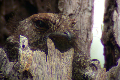 Barred Owled-Nightjar (Aegotheles bennettii)