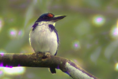 Rufous-lored Kingfisher (Todiramphus winchelli)
