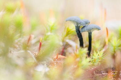 Omphalina chorocyanea - Blauwgroen Trechtertje - Verdigris Navel