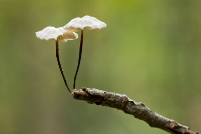 Marasmius rotula - Wieltje - Collared Parachute