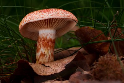 Cortinarius bolaris - Roodschubbige Gordijnzwam - Dappled Webcap