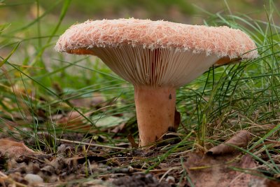 Lactarius torminosus - Baardige Melkzwam - Woolly Milkcap