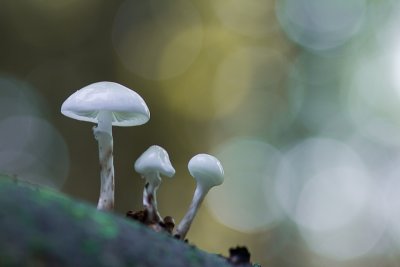 Oudemansiella mucida - Porseleinzwam - Porcelain Fungus