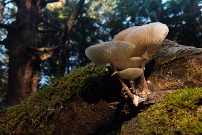 Oudemansiella mucida - Porseleinzwam - Porcelain Fungus