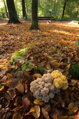 Sparassis crispa - Grote Sponszwam - Cauliflower Mushroom